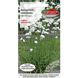 SZCZYPIOREK Czosnkowy Nasiona odporny na mróz